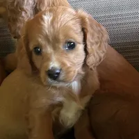 Miss sweets, a female Cavapoo for sale in Lakewood, WI – 2 of 4