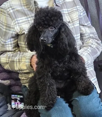 Pregnant  AKC 4 year old – Poodle - Miniature  puppy for sale in Lakewood, WI