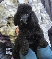Pregnant  AKC 4 year old, a female Poodle - Miniature  for sale in Lakewood, WI – 1 of 3