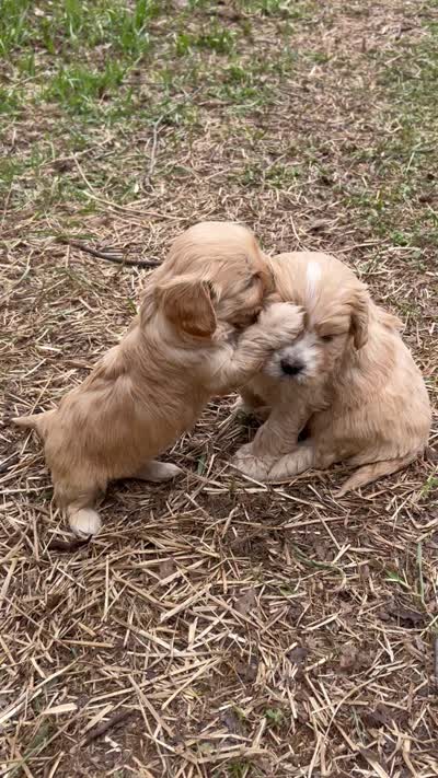 Tiny girl, a female Cavapoo and Cavalier King Charles Spaniel for sale in Lakewood, WI – 5 of 5