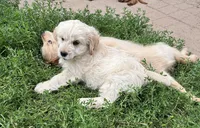 Princess, a female Miniature Golden Retriever for sale in Lakewood, WI – 2 of 5
