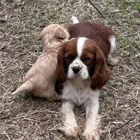 Sweet boy, a male Cavapoo and Cavalier King Charles Spaniel for sale in Lakewood, WI – 2 of 6