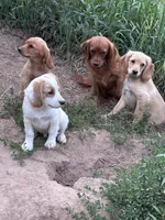 White boy, a male Golden Retriever and Miniature Golden Retriever for sale in Lakewood, WI – 3 of 6