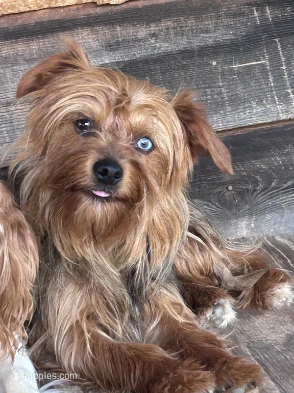 Trixie – Yorkshire Terrier puppy for sale in Lakewood, WI