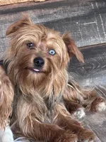Trixie, a female Yorkshire Terrier for sale in Lakewood, WI – 1 of 1