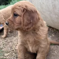 Peaches, a female Golden Retriever and Miniature Golden Retriever for sale in Lakewood, WI – 1 of 5