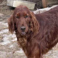 Little girl, a female Irish Setter for sale in Lakewood, WI – 4 of 5