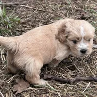 Sweet boy, a male Cavapoo and Cavalier King Charles Spaniel for sale in Lakewood, WI – 4 of 6