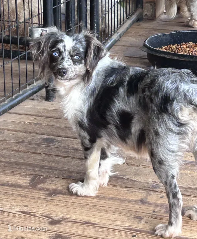 Blue eyes – Toy Australian Shepherd puppy for sale in Lakewood, WI