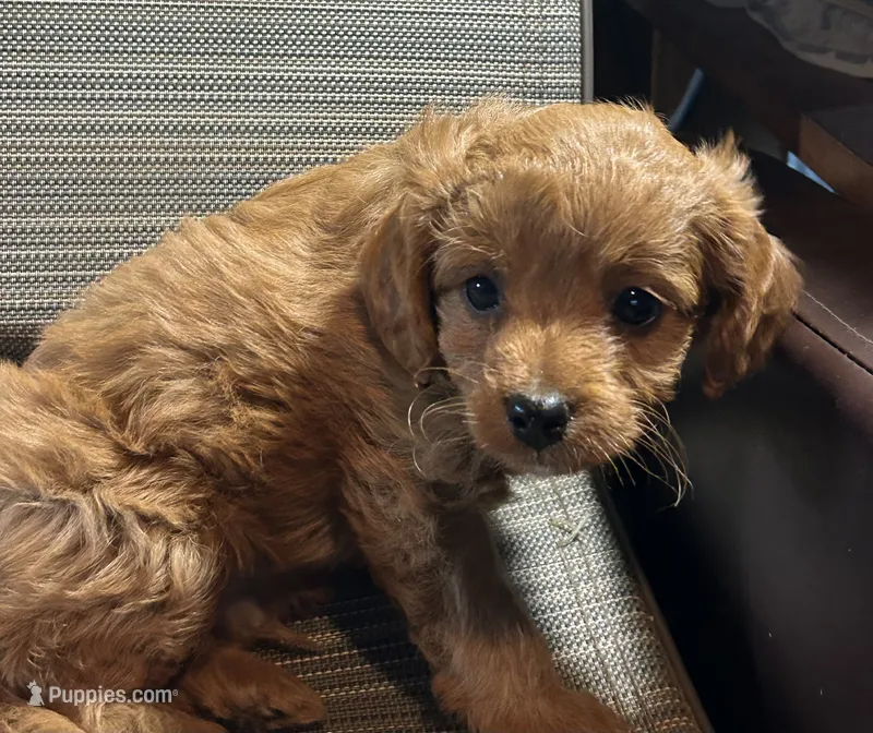 Poncho – Cavapoo puppy for sale in Lakewood, WI