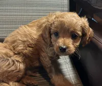 Poncho, a male Cavapoo for sale in Lakewood, WI – 1 of 3