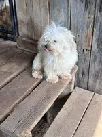Happy, a male Maltese for sale in Lakewood, WI – 3 of 3
