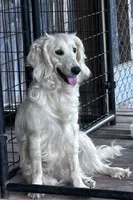Bailey, a male English Cream Golden Retriever and Miniature Goldendoodle for sale in Lakewood, WI – 2 of 2