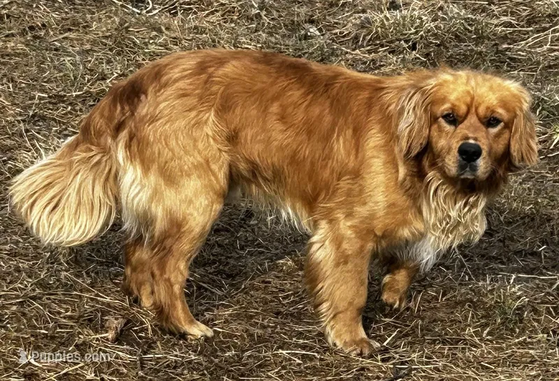Small male – Golden Cocker Retriever puppy for sale in Lakewood, WI