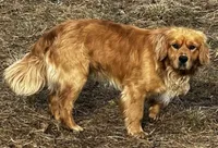 Small male, a male Golden Retriever and Miniature Golden Retriever for sale in Lakewood, WI – 1 of 1