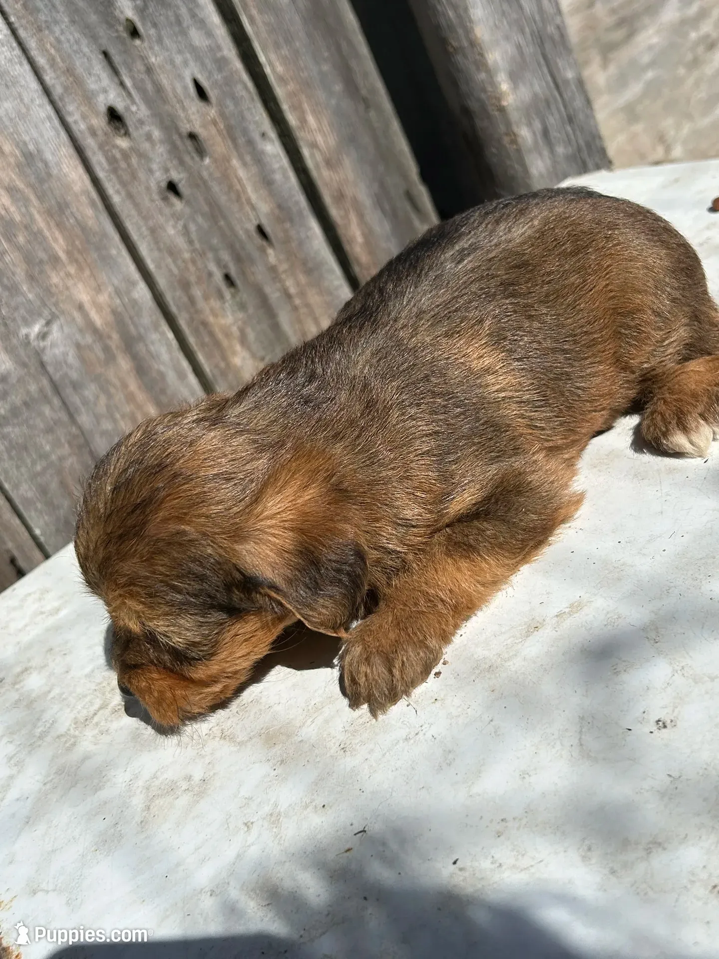  Beautiful sable girl, a female Yorkshire Terrier and Morkie for sale in Lakewood, WI – 10 of 10