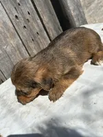 Rare sable girl, a female Yorkshire Terrier and Morkie for sale in Lakewood, WI – 2 of 6