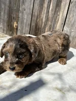Beautiful rare tri colored red merle, a female Yorkshire Terrier and Morkie for sale in Lakewood, WI – 3 of 7