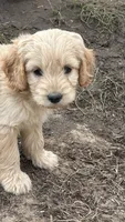 George, a male Miniature Golden Retriever and Miniature Goldendoodle for sale in Lakewood, WI – 2 of 4