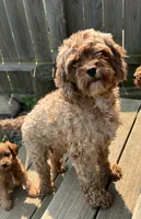 Cuddles girl, a female Cavapoo for sale in Lakewood, WI – 5 of 5
