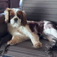 Quality girl, a female Cavalier King Charles Spaniel for sale in Lakewood, WI – Photo 1 of 2