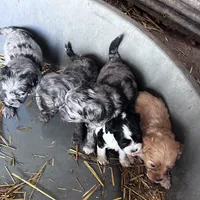 Tiny girl, a female Cavapoo for sale in Lakewood, WI – Photo 5 of 5