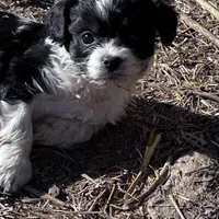 Tiny girl, a female Cavapoo for sale in Lakewood, WI – Photo 3 of 5