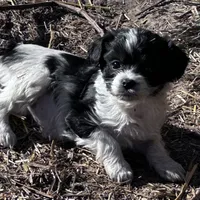 Tiny girl, a female Cavapoo for sale in Lakewood, WI – Photo 1 of 5