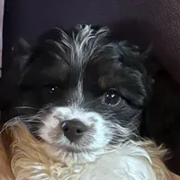 Tiny girl, a female Cavapoo for sale in Lakewood, WI – Photo 2 of 5