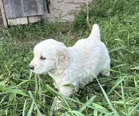 Benny, a male Golden Retriever and Miniature Golden Retriever for sale in Lakewood, WI – 2 of 5