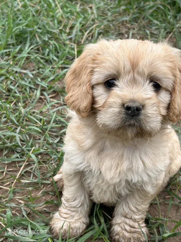 Josie – Cavapoo puppy for sale in Lakewood, WI