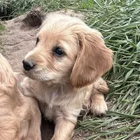 Pal, a male Miniature Golden Retriever for sale in Lakewood, WI – 2 of 5