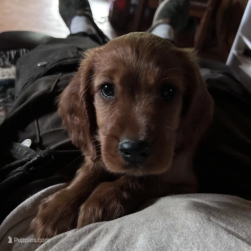 Bentley – Irish Setter puppy for sale in Lakewood, WI