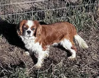 Annie, a female Cavapoo for sale in Lakewood, WI – 4 of 4