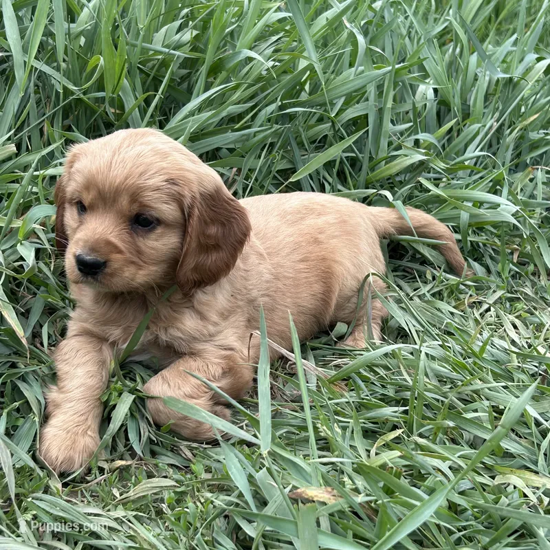Maggie – Miniature Golden Retriever puppy for sale in Lakewood, WI