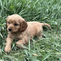 Maggie, a female Miniature Golden Retriever for sale in Lakewood, WI – 1 of 4