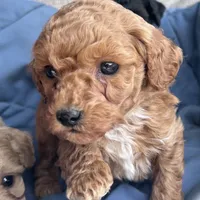 Little boy, a male Poodle - Toy  and Poodle - Miniature  for sale in Lakewood, WI – 6 of 8