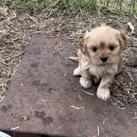 Tiny girl, a female Cavapoo and Cavalier King Charles Spaniel for sale in Lakewood, WI – 2 of 5