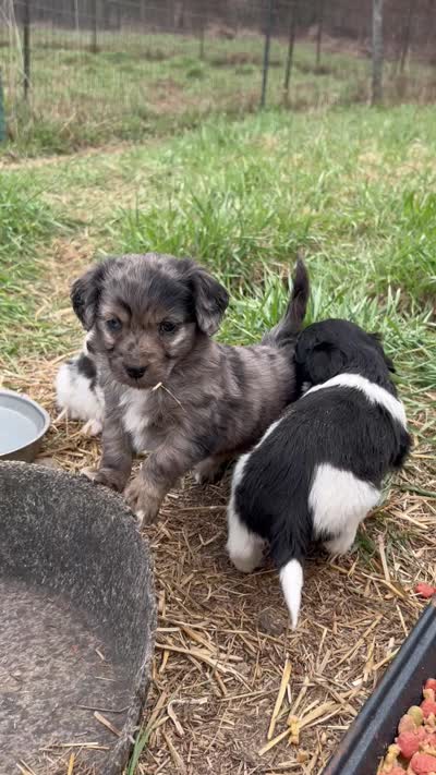 Blue eye, a male Cavapoo for sale in Lakewood, WI – 6 of 6