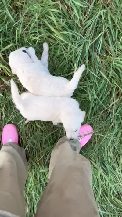 Benny, a male Golden Retriever and Miniature Golden Retriever for sale in Lakewood, WI – 5 of 5
