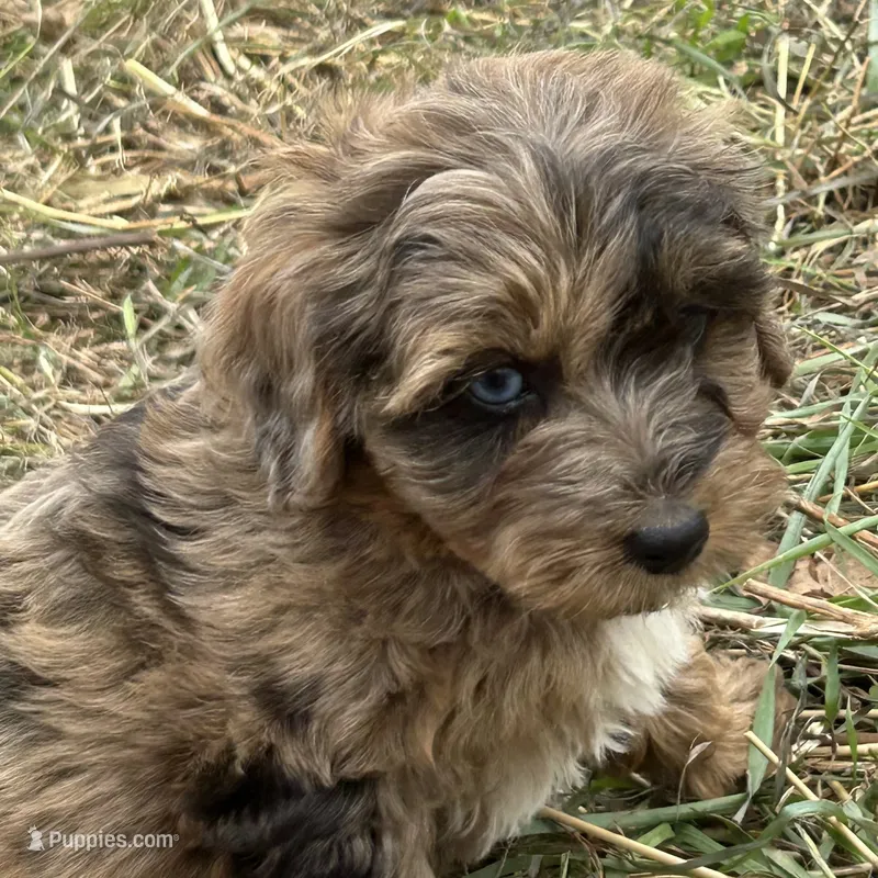 Blue eyed girl – Yorkshire Terrier, Morkie puppy for sale in Lakewood, WI