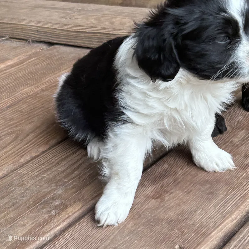 Daisey – Cavapoo, Cavalier King Charles Spaniel puppy for sale in Lakewood, WI