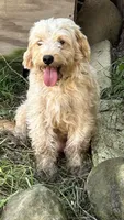 Miss wonderful, a female Miniature Goldendoodle for sale in Lakewood, WI – 2 of 2