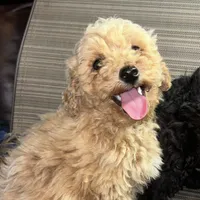 Small girl, a female Poodle - Toy  and Poodle - Miniature  for sale in Lakewood, WI – 1 of 8