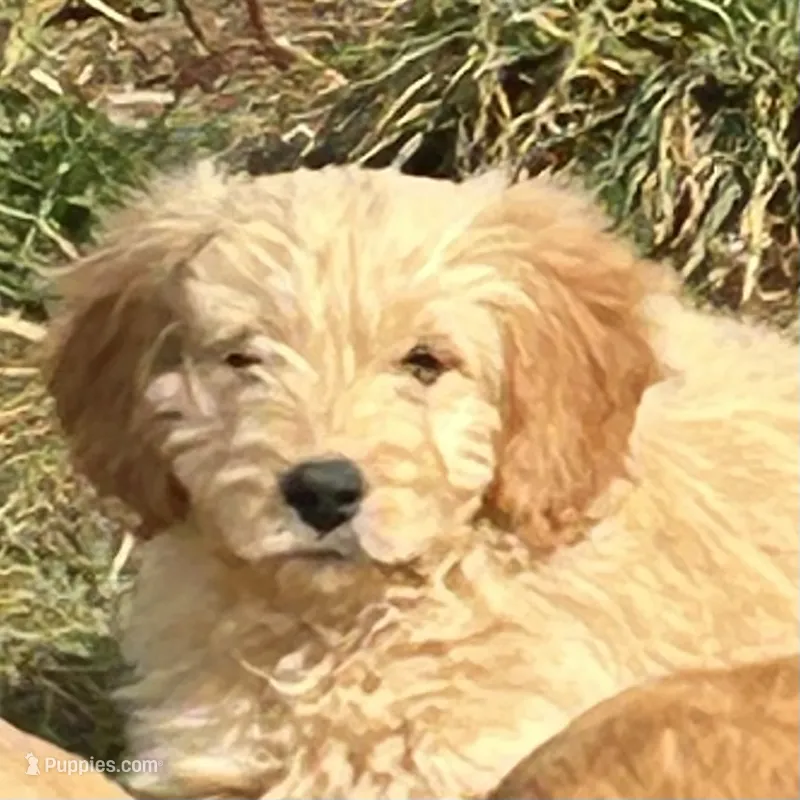 Tiny boy – Cavapoo puppy for sale in Lakewood, WI