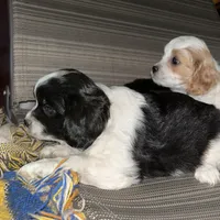 Molly, a female Cavapoo and Cavalier King Charles Spaniel for sale in Lakewood, WI – 3 of 4