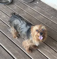 Mindy, a female Yorkshire Terrier for sale in Lakewood, WI – 4 of 5