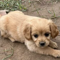 Tiny girl, a female Miniature Golden Retriever for sale in Lakewood, WI – 2 of 5