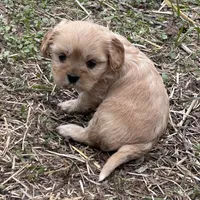 Tiny girl, a female Cavapoo and Cavalier King Charles Spaniel for sale in Lakewood, WI – 1 of 5