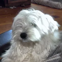 Poncho, a male English Goldendoodle for sale in Lakewood, WI – Photo 1 of 5